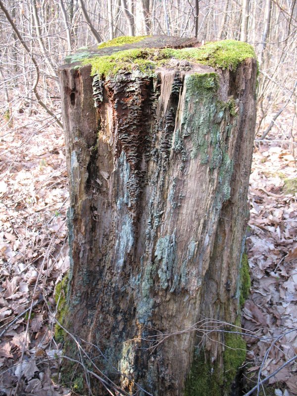 Lichens forestiers 3.3.2013 039